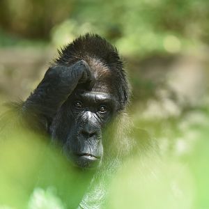 Western gorilla (Gorilla gorilla)