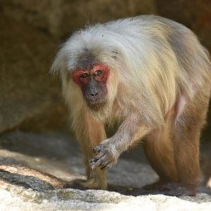 Bear macaque (Macaca arctoides)