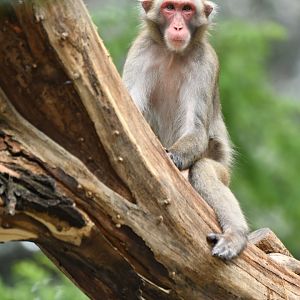 Japanese macaque (Macaca fuscata)
