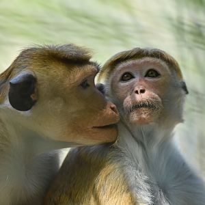 Bonnet macaque (Macaca sinica)