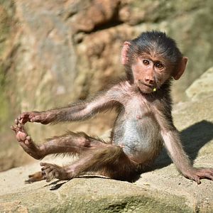 Hamadryas (Papio hamadryas)