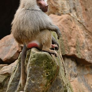 Hamadryas (Papio hamadryas)