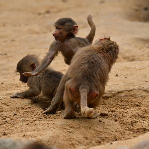 Hamadryas (Papio hamadryas)