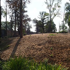 Savanna paddock, 2020-09-02