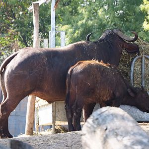 Cape buffaloes (Syncerus caffer caffer), 2020-09-02