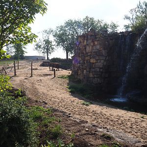 African bush elephant paddock, 2020-09-02