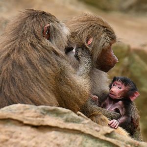 Hamadryas (Papio hamadryas)