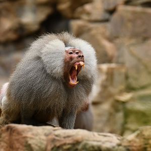 Hamadryas (Papio hamadryas)