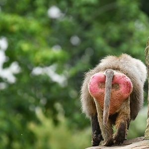 Hamadryas (Papio hamadryas)