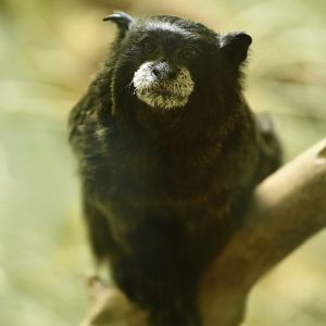 Black-mantled tamarin (Leontocebus nigricollis graellsi)