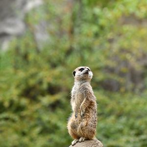 Meerkat (Suricata suricatta)