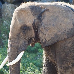 African bush elephant (Loxodonta africana), 2020-09-02