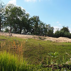African bush elephant paddock, 2020-09-02