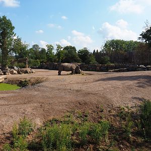 Southern white rhinoceros paddock, 2020-09-02