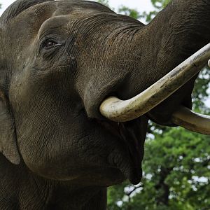 Viktor, male asian elephant