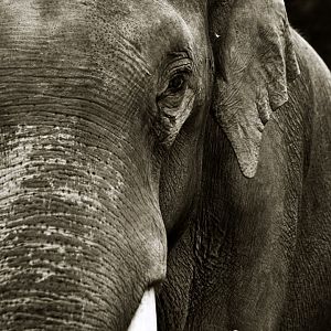 Viktor, male asian elephant