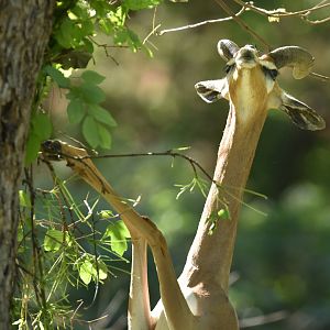 Gerenuk (Litocranius walleri)