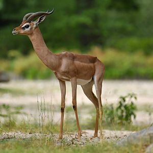 Gerenuk (Litocranius walleri)