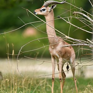 Gerenuk (Litocranius walleri)