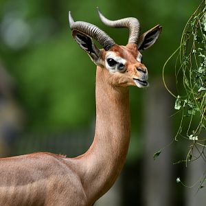 Gerenuk (Litocranius walleri)