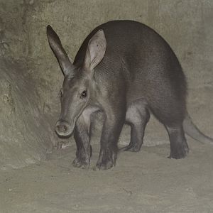 Aardvark (Orycteropus afer)