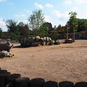 Southern white rhinoceros paddock, 2020-09-02