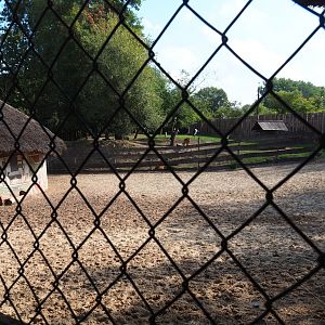 Western sitatunga, Marabou and Stanley crane separation paddock, 2020-09-02