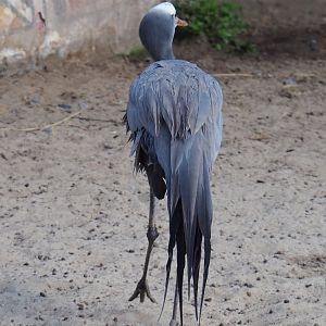 Stanley crane (Anthropoides paradisea), 2020-09-02