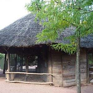 Congo African grey parrot aviary, 2020-09-02