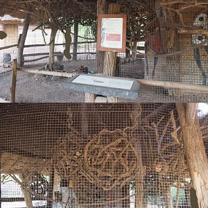 Congo African grey parrot aviary, 2020-09-02