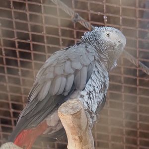 Congo African grey parrot (Psittacus erithacus erithacus), 2020-09-02