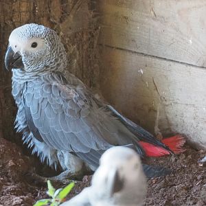 Juvenile Congo African grey parrot (Psittacus erithacus erithacus), 2020-09-02