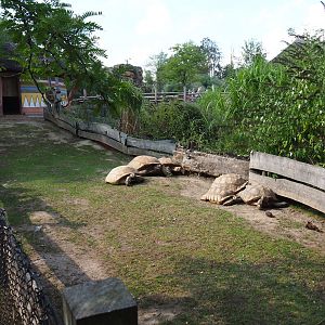 African spurred tortoise paddock, 2020-09-02
