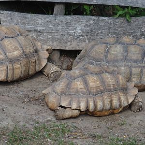 African spurred tortoises (Centrochelys sulcata), 2020-09-02