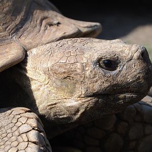 African spurred tortoise (Centrochelys sulcata), 2020-09-02
