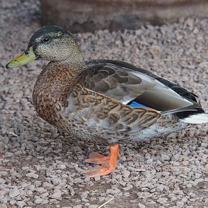 Wild female mallard (Anas platyrhynchos), 2020-09-02