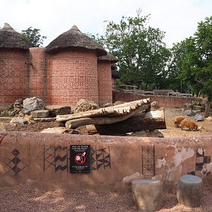 Red river hog pen, 2020-09-02