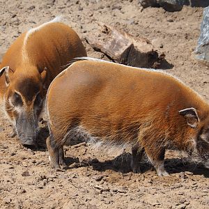 Red river hogs (Potamochoerus porcus), 2020-09-02