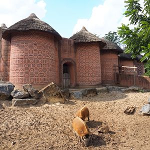 Red river hog pen and barn, 2020-09-02