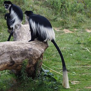 Kikuyu colobus (Colobus guereza kikuyuensis), 2020-09-02