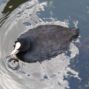 Wild Eurasian coot (Fulica atra), 2020-09-02