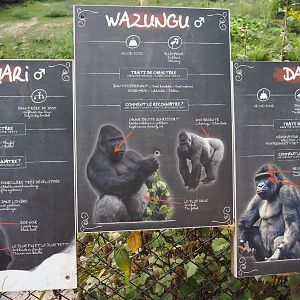 Identification signs Western lowland gorillas, 2020-09-02