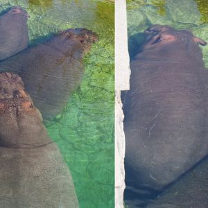Hippopotamuses in the pool, 2020-09-02