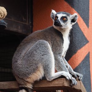 Ring-tailed lemur (Lemur catta), 2020-09-02