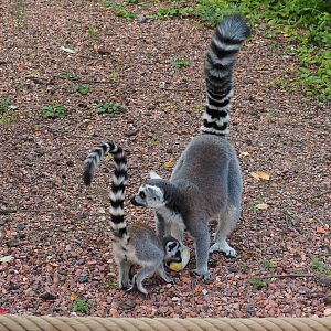 Ring-tailed lemur (Lemur catta) with juvenile, 2020-09-02