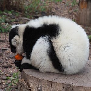 Black-and white-ruffed lemur (Varecia variegata variegata), 2020-09-02