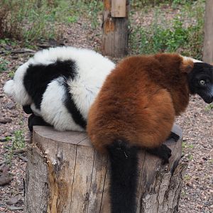Black-and white-ruffed lemur (Varecia variegata variegata) and Red ruffed lemur (Varecia rubra), 2020-09-02