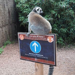 Ring-tailed lemur (Lemur catta) on Covid-19 signage, 2020-09-02