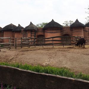 Ankole-Watusi cattle and Ostrich barn, 2020-09-02