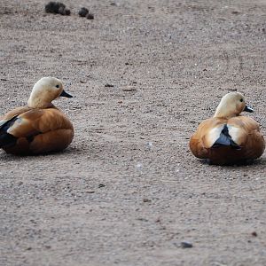 Ruddy shelducks (Tadorna ferruginea), 2020-09-02